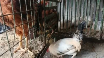 تحديثات الأسعار.. تكلفة شراء الدواجن وأجزائها داخل أسواق محافظة مطروح اليوم